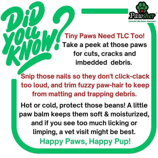 Tiny Paws, Big Care: Essential Tips for Keeping Your Dog’s Feet Healthy