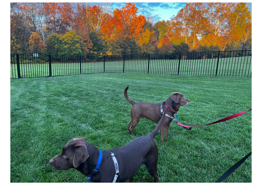 Fall Paw Care for Dogs and Cats: The 60-Second Check Every Pet Parent Should Do