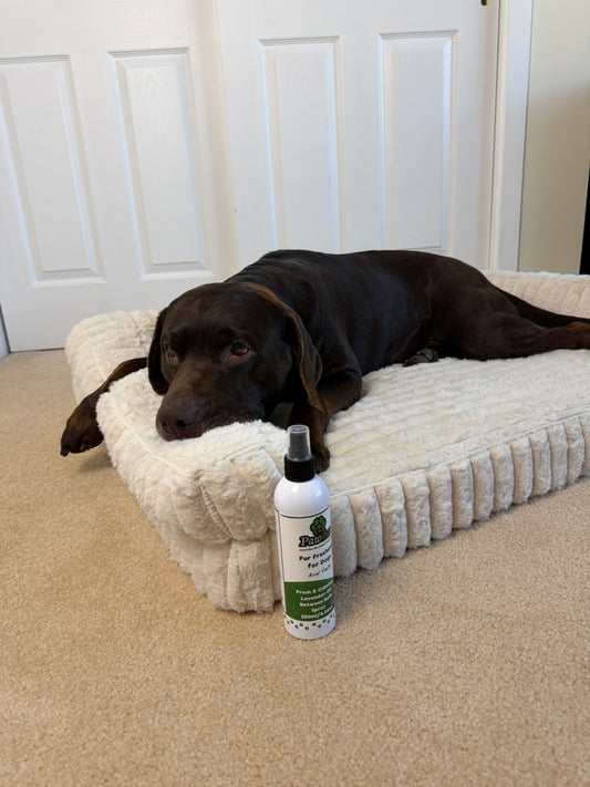 how-to-get-rid-of-wet-dog-smell-naturally.
