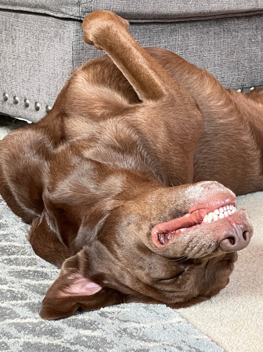 How-to-freshen-your-dog and-cats-breath
