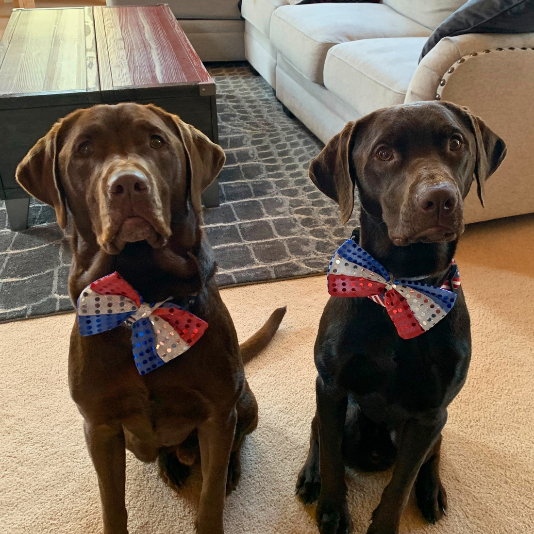 Two chocolate Labrador dogs, Fudge and Simba, wearing red-white-and-blue patriotic bow ties and sitting indoors for July 4th