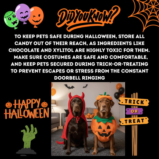 Have A Safe & Happy Halloween! - Pawsher