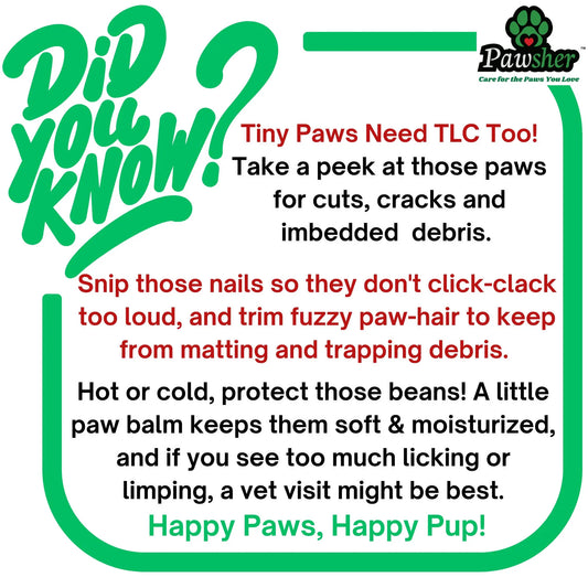 Tiny Paws, Big Care: Essential Tips for Keeping Your Dog’s Feet Healthy - Pawsher