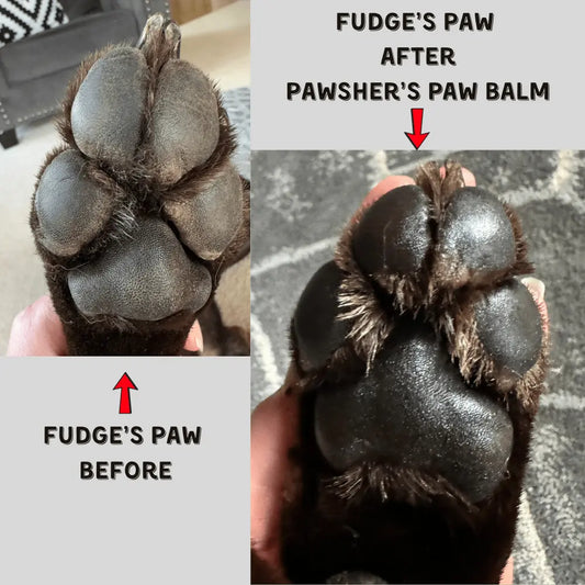 Winter Paw Care Guide - Pawsher
